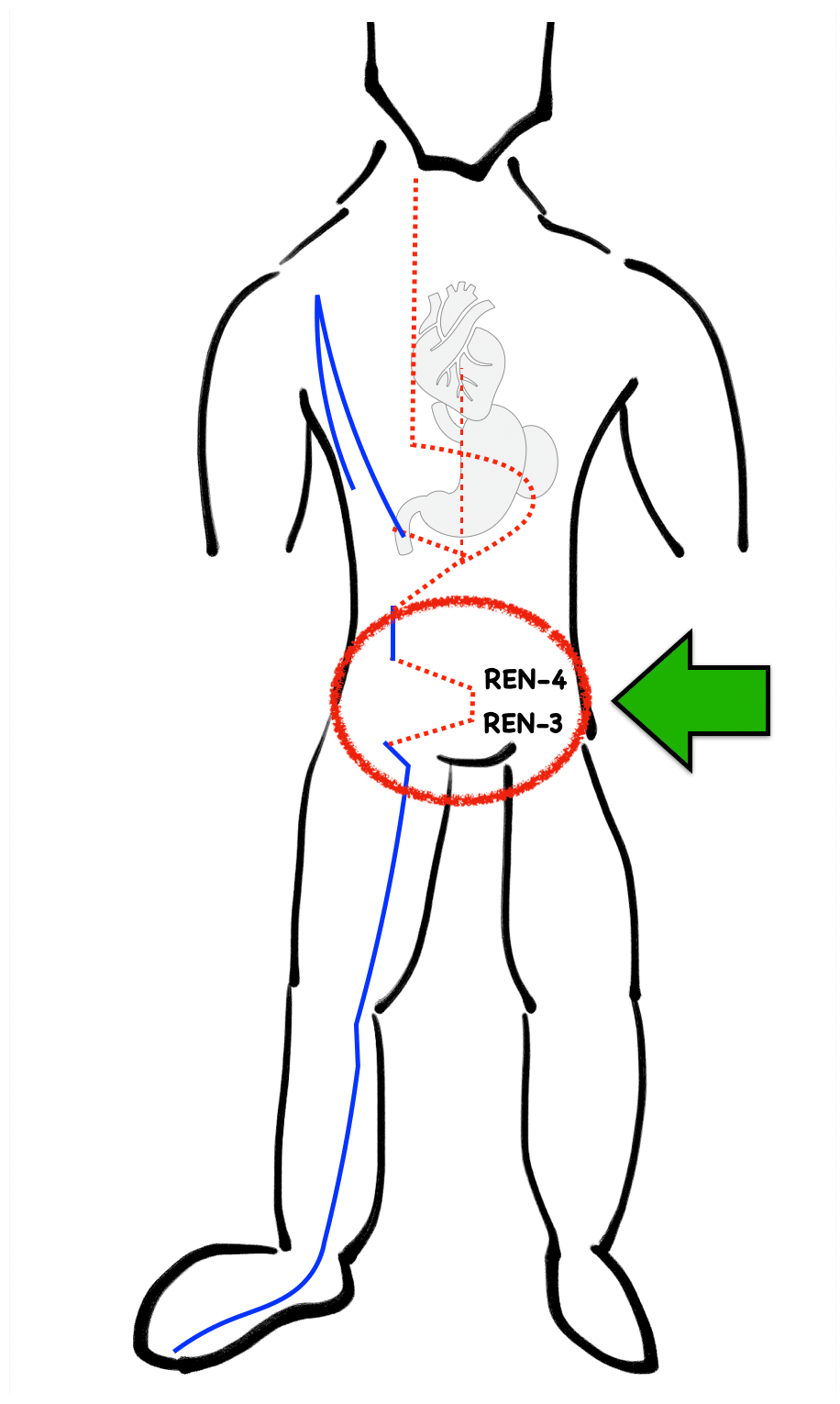 SP channel with REN points highlighted